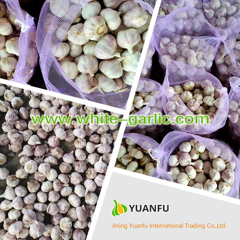 garlic exporters